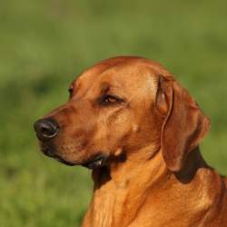 「上司にしたい動物」1位は犬!20~30代の働く男女1000人が回答|doda調べ
