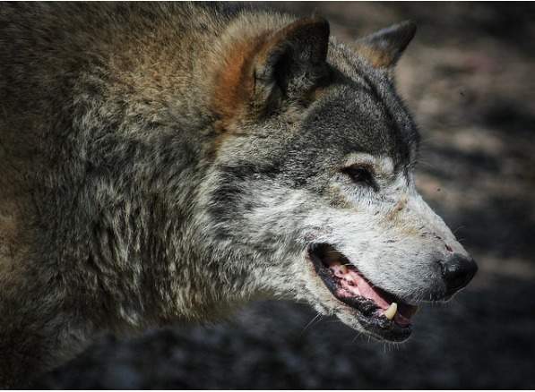 日本にオオカミが復活 意外と知らない野生動物の実情と保護活動 U Note ユーノート 仕事を楽しく 毎日をかっこ良く