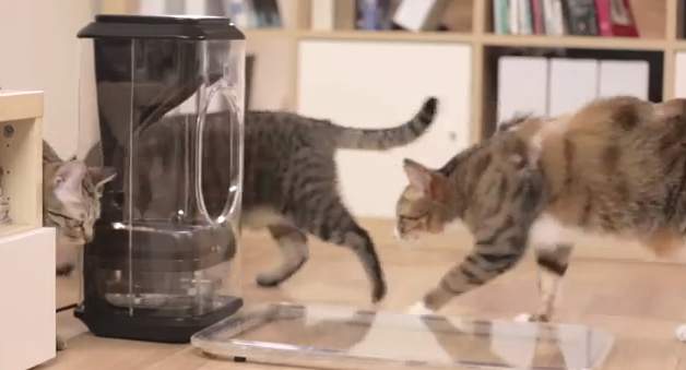 家に残してきた猫、心配じゃありませんか？猫の顔を認識して自動で餌やりする給餌機「Bistro」 8番目の画像