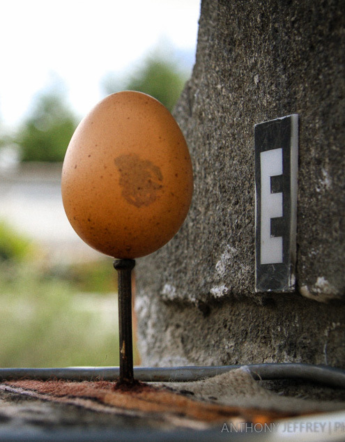コロンブスもビックリ？　いとも容易く卵が立つ“赤道”直下の不思議を解明！ 3番目の画像