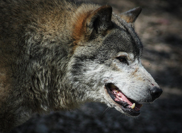 日本にオオカミが復活？：意外と知らない野生動物の実情と保護活動 1番目の画像