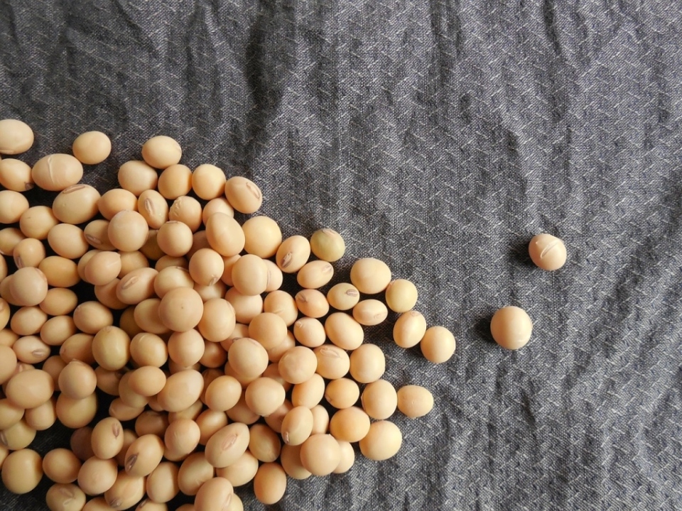 国際規格化で世界にNATTOを：日本納豆と知られざるアジア納豆 2番目の画像