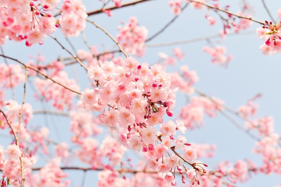 定番でも場所取りしやすい穴場！宴会可能な東京都内の花見スポット6選＆花見の持ち物 1番目の画像