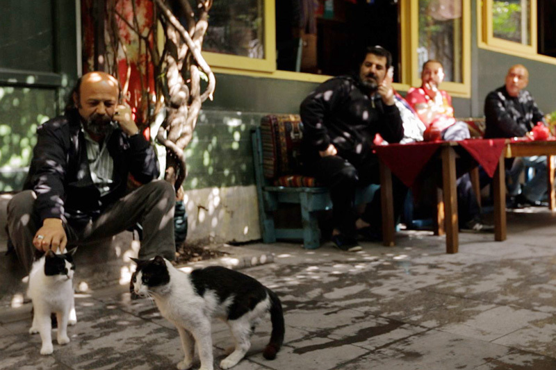イスタンブールの猫はペットじゃなく野良。究極の猫映画「猫が教えてくれたこと」 4番目の画像