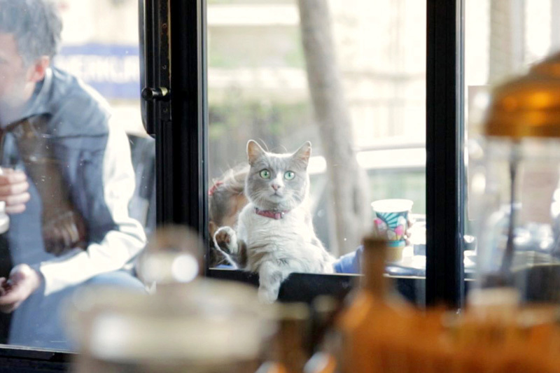 イスタンブールの猫はペットじゃなく野良。究極の猫映画「猫が教えてくれたこと」 5番目の画像